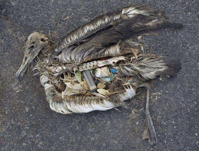 误食塑料垃圾死掉的鸟类